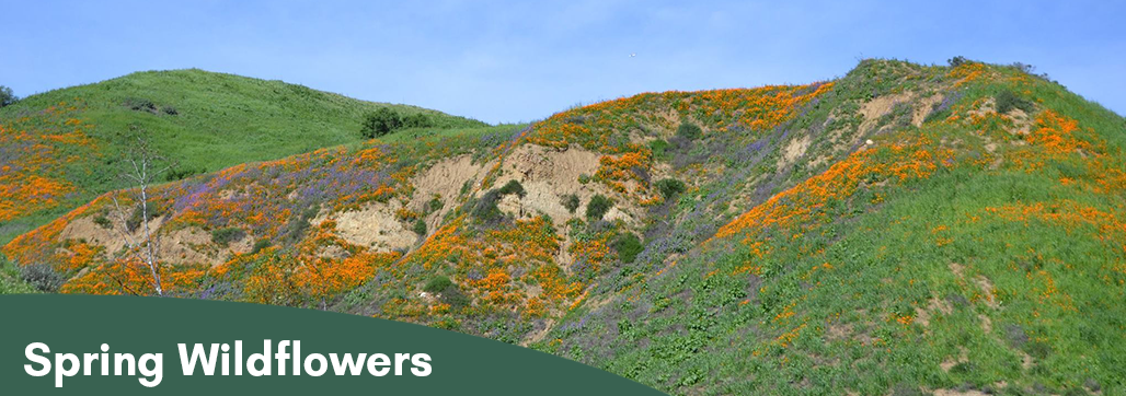 Spring Wildflowers Banner